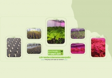 SỰ PHÁT TRIỂN CÂY NHÂN SÂM NON TRONG VÒNG 21-23 NGÀY