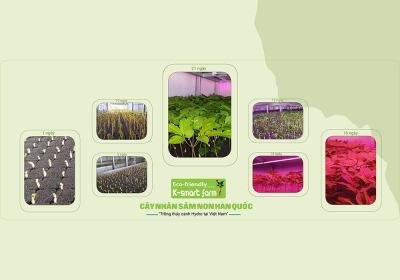 SỰ PHÁT TRIỂN CÂY NHÂN SÂM NON TRONG VÒNG 21-23 NGÀY