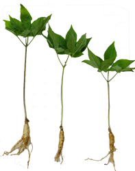 Cây Nhân Sâm Non Hoàng Đế 3 cây