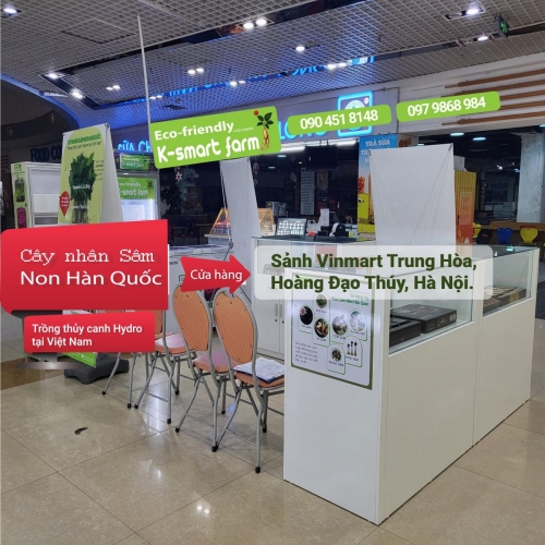 GIAN HÀNG CÂY NHÂN SÂM NON TẠI VINMART TRUNG HÒA