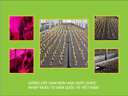 GIỐNG CỦA CÂY NHÂN SÂM NON ĐƯỢC TRỒNG BẰNG GÌ ?