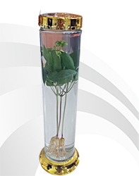 Rượu cây Nhân Sâm non