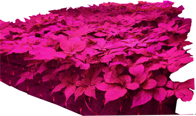 CÂY NHÂN SÂM NON HÀN QUỐC TRỒNG THỦY CANH TẠI VN