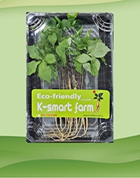 Cây nhân Sâm Non  Hoàng Đễ 10 cây