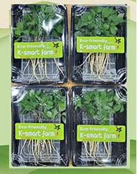 Cây Nhân Sâm Non Hoàng Đế 40 cây