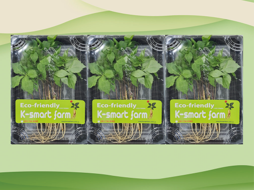 Hộp cây Nhâm Sâm Non