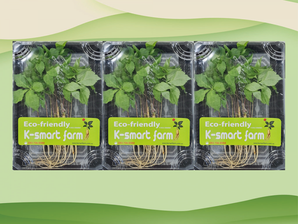 Hộp cây Nhâm Sâm Non