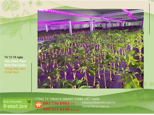 Cây Nhân Sâm Non 12-16 ngày tuổi