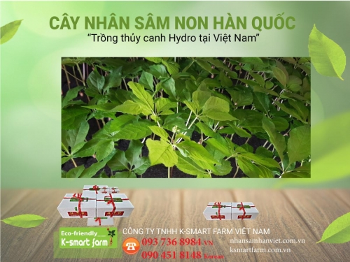 Cây Nhân Sâm Non 18-21 ngày tuổi