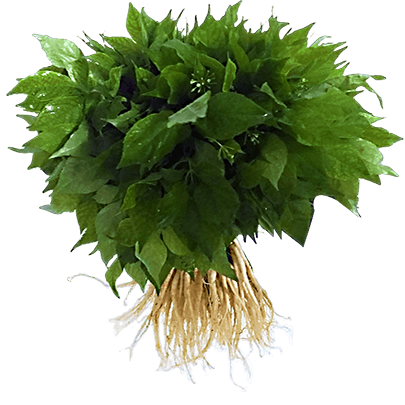 Cây Nhân Sâm Non Hoàng Đế 500 cây