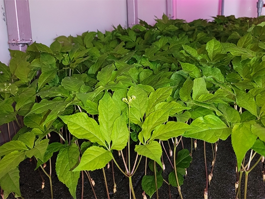 Cây nhân Sâm Non Hoàng Đế