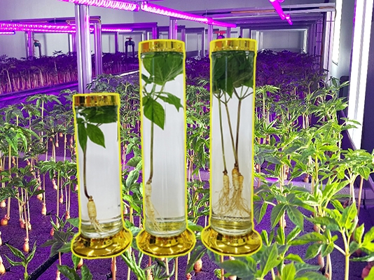 Rượu cây Sâm Non